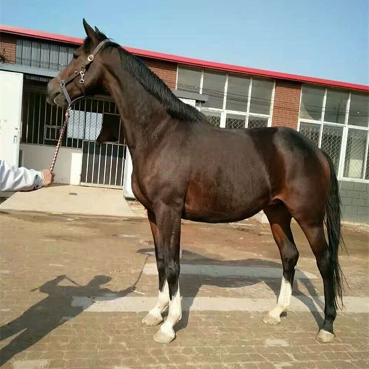 生態(tài)園 觀光馬車 蒙古馬 半血馬 伊犁馬綠然養(yǎng)殖場(chǎng)