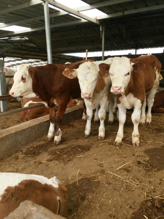 肉牛犊300斤 鲁西黄牛 利木赞牛犊 负责运输到家