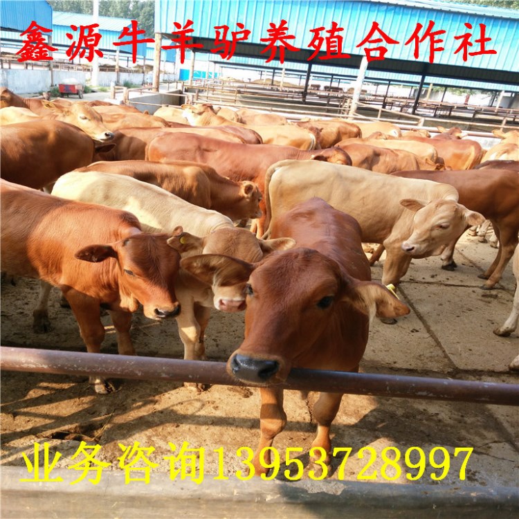 肉牛养殖 梨木赞牛犊价格 育肥牛出栏新价格