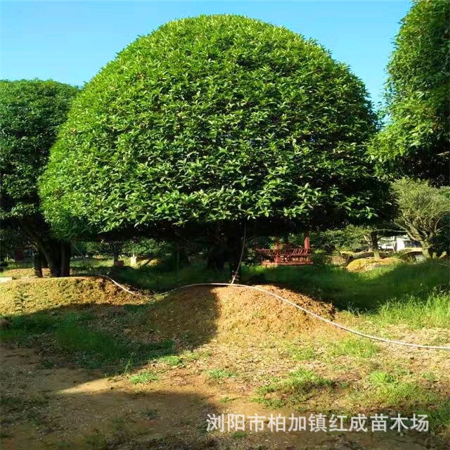 金桂批发 桂花树种植户 18公分精品桂花 25公分大桂花树