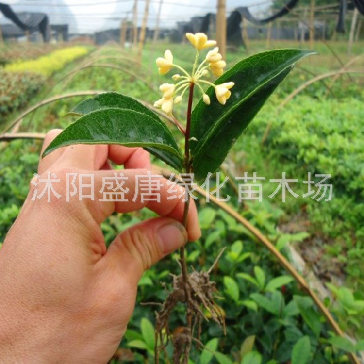 農(nóng)戶直銷桂花鎮(zhèn)20-150公分高桂花樹苗/桂花苗/金桂/丹桂/四季桂