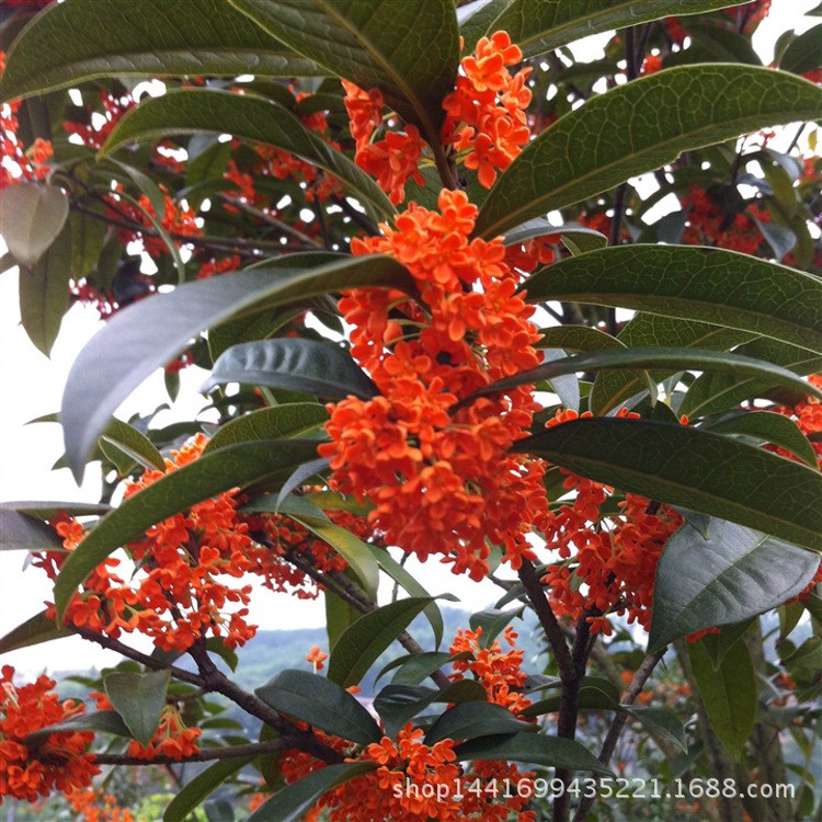 基地批发桂花苗 嫁接桂花树苗 桂花盆栽 地栽苗四季桂 金桂 苗