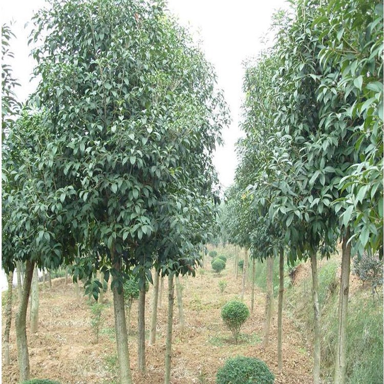 批發嫁接桂花樹苗金桂樹苗丹桂沉香桂花樹苗當年開花基地直銷
