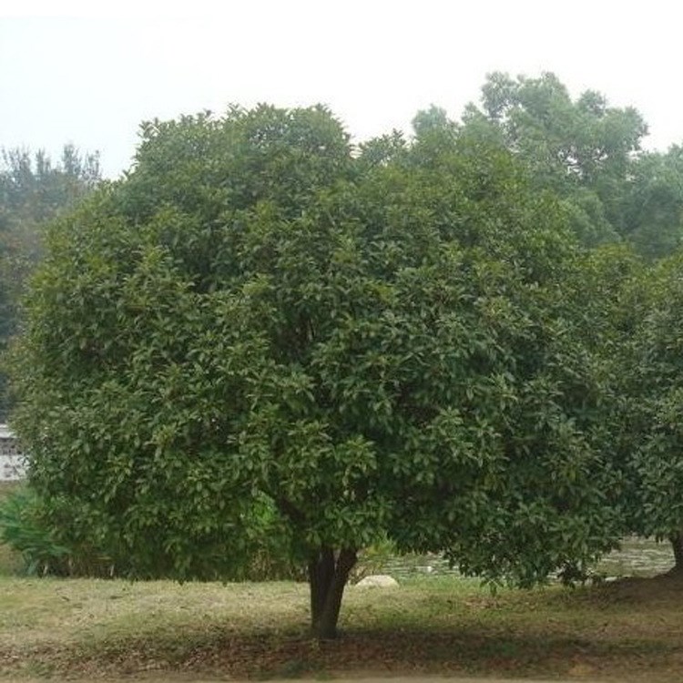 苗圃低價(jià)批發(fā)桂花樹(shù) 綠化苗木 觀花植物 桂花樹(shù)苗量大價(jià)更優(yōu)