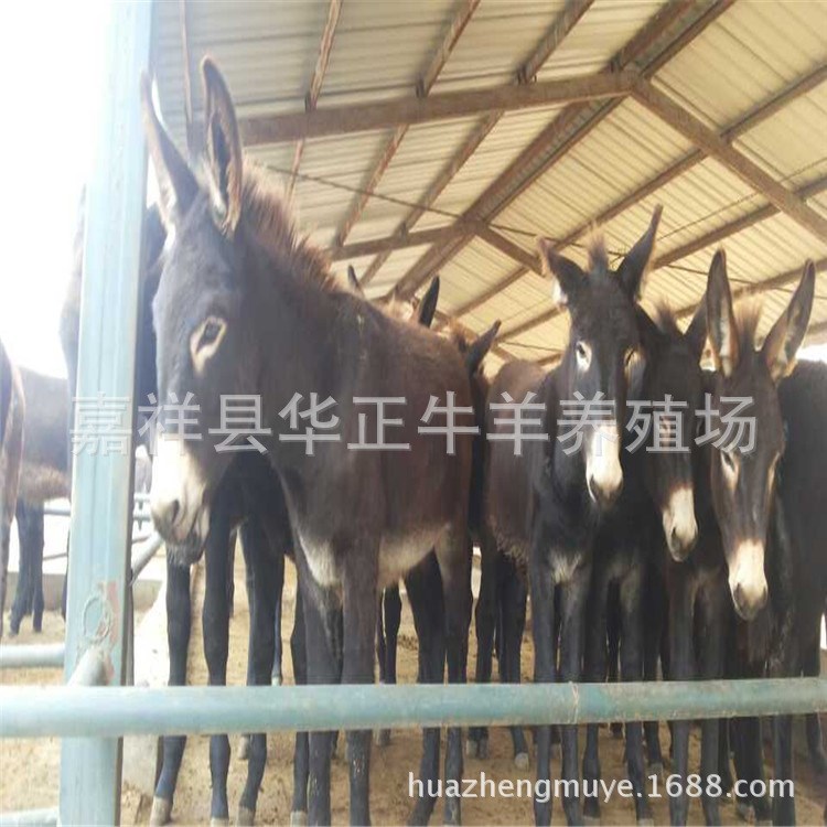 邯郸肉驴养殖场 宁夏肉驴养殖场 沈阳肉驴养殖场