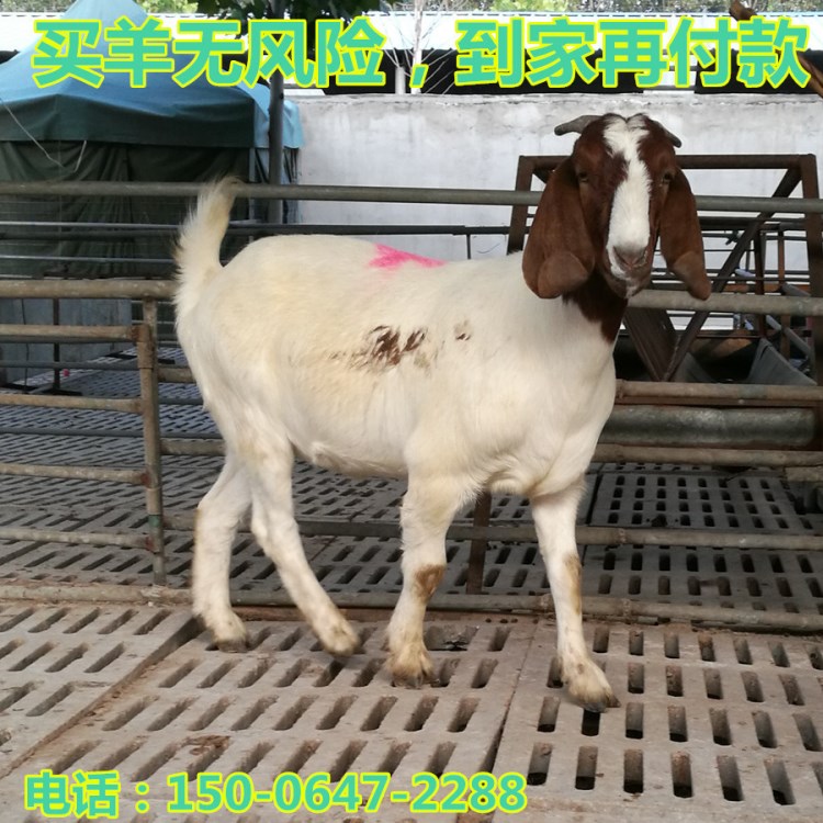 先養后付款 浙江波爾山羊價格在線問 買波爾山羊免費到家啦