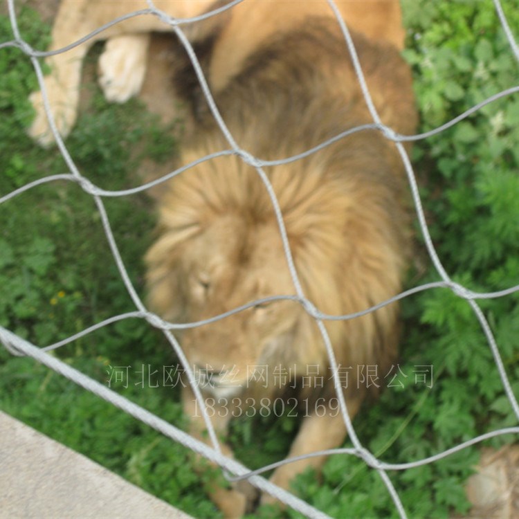 不銹鋼鋼絲繩網(wǎng) 卡扣繩網(wǎng)插編動物園防護網(wǎng)廠家直銷