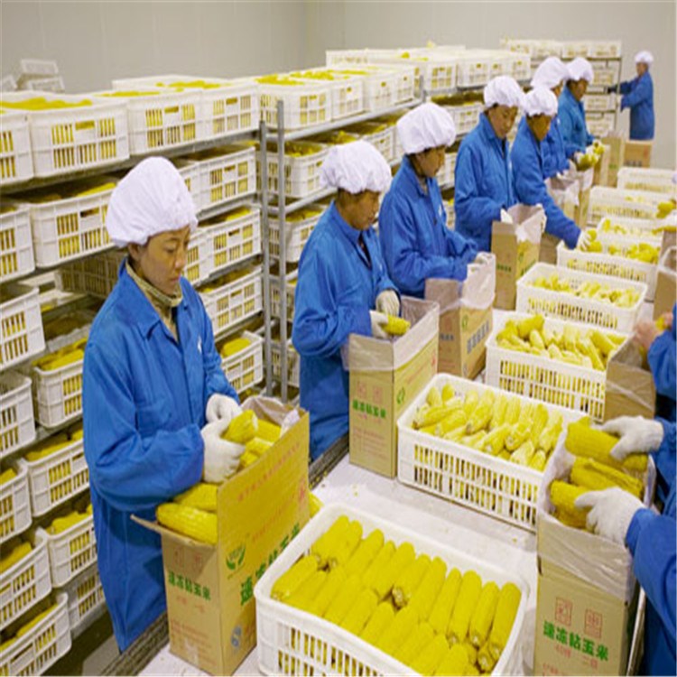 東北玉米漂燙冷卻流水線甜玉米粒蒸煮殺青冷卻生產(chǎn)線不銹鋼材質(zhì)