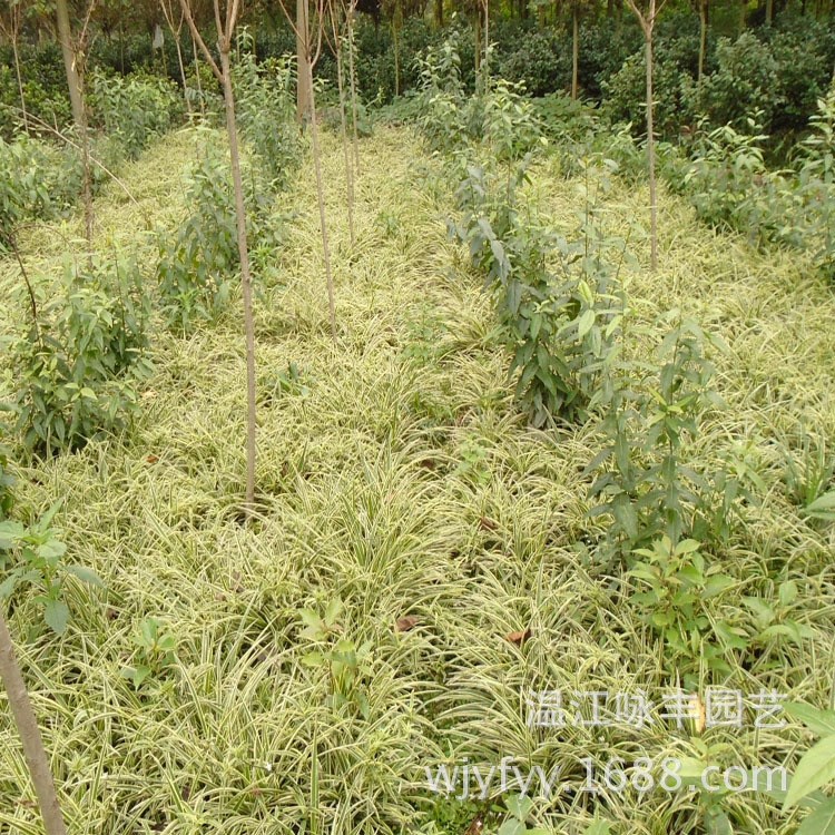 西安金邊吊蘭山東金邊吊蘭濟(jì)南金邊吊蘭青島金邊吊蘭山西金邊吊蘭