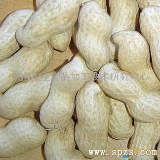 晨旭牌水煮花生漂白劑 防止煮之后發黑、發黃 改善花生的白度