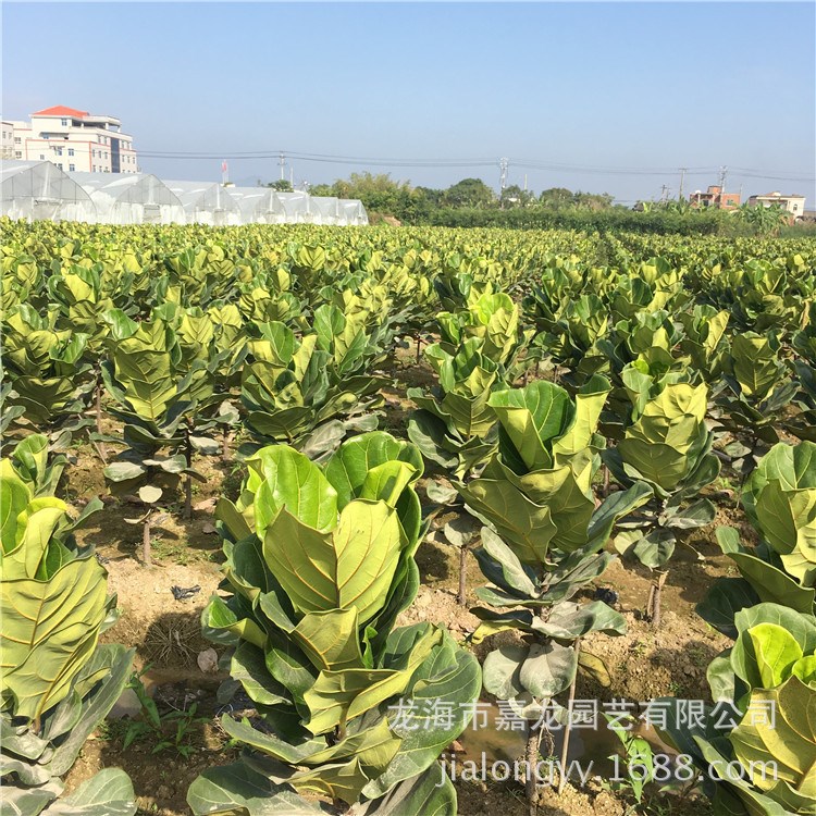 琴葉榕琴葉珊瑚棒棒糖大戟科植物園林景觀沙生植物生產(chǎn)基地好貨源