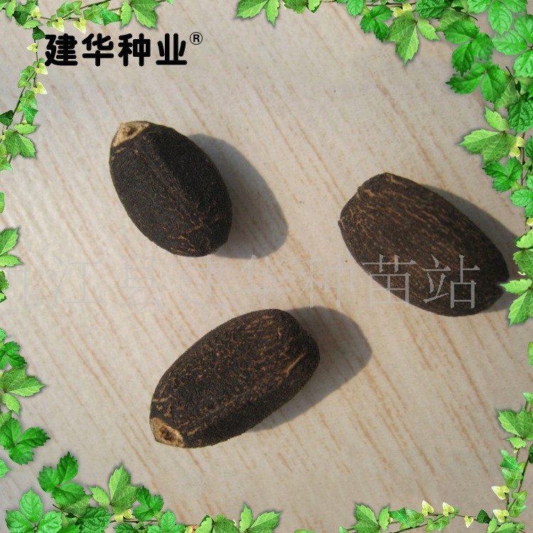 大量供應(yīng) 小桐子麻風(fēng)樹林木種子