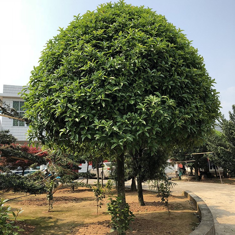 湖南基地直銷桂花樹桂花 桂花苗規格歡迎實地考察林植物