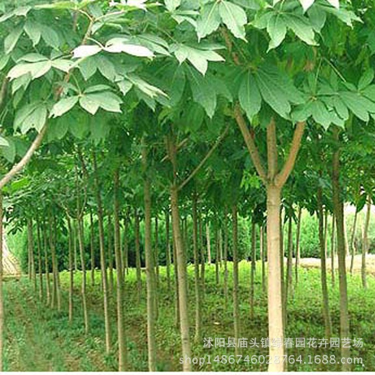 產地直銷七葉樹樹苗 工程苗綠化苗木 七葉樹小苗 大小規格