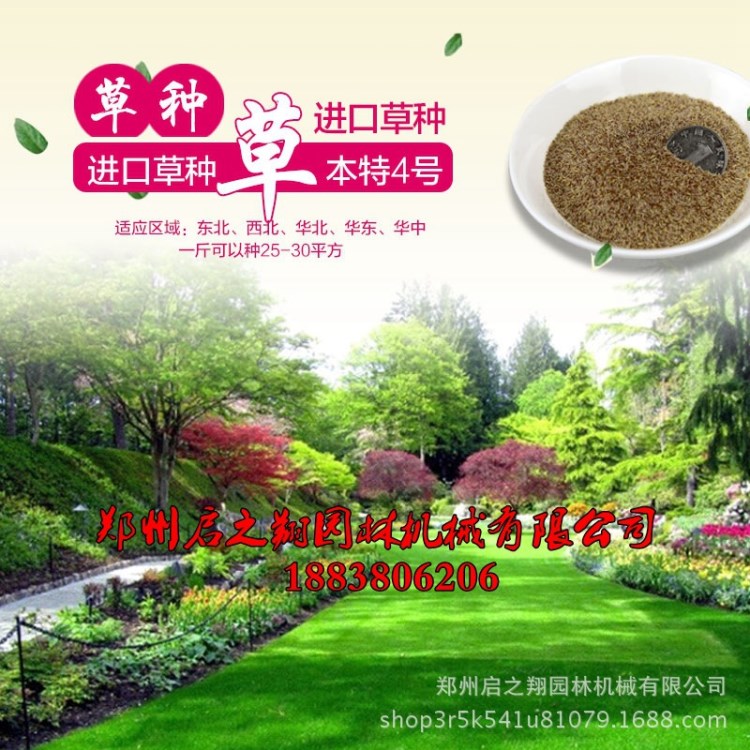 地毯草草坪種子天鵝絨剪股穎本特四號別墅高爾夫球場景區(qū)草坪種子