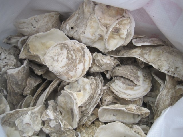 水族蠔殼污水過濾.魚池魚缸用過濾材料 培菌