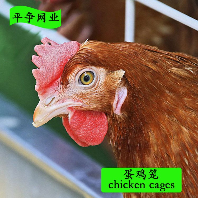 安平厂家生产销售养鸡笼子 蛋鸡笼 chicken cages 养殖铁丝网笼具