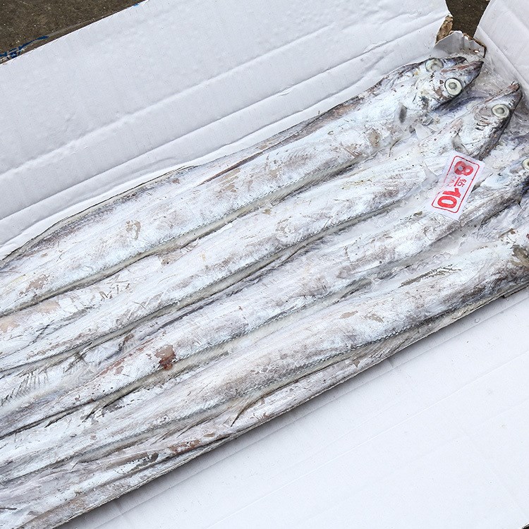 整條冷凍帶魚 冷凍粗加工海產品 食堂用 野生帶魚高營養(yǎng)魚類批發(fā)