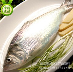  高品質(zhì)食用鮮活鰣魚(yú) 長(zhǎng)江鰣魚(yú)鮮活水產(chǎn)品 質(zhì)優(yōu)價(jià)廉鮮活魚(yú)類