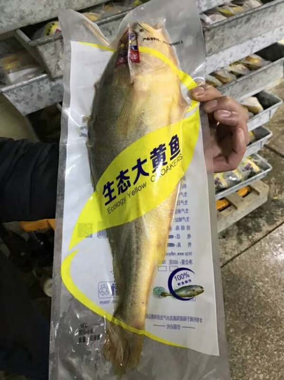 鮮活水產(chǎn)品大黃魚 餐飲生鮮酒店大黃花魚 生態(tài)魚多規(guī)格批