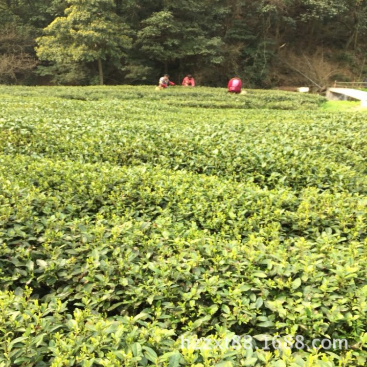 西湖龍井2018有機(jī)龍井茶梅家塢高山龍井茶 批發(fā)部味龍井 綠茶