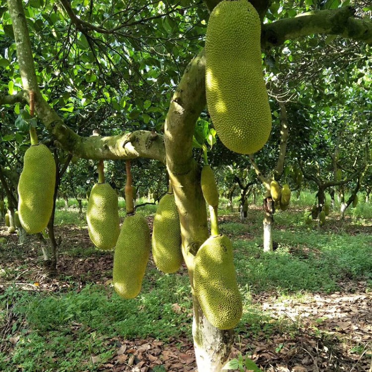 海南水果 老樹現(xiàn)摘熱帶水果菠蘿蜜 新鮮菠蘿蜜產(chǎn)地 一件代發(fā)