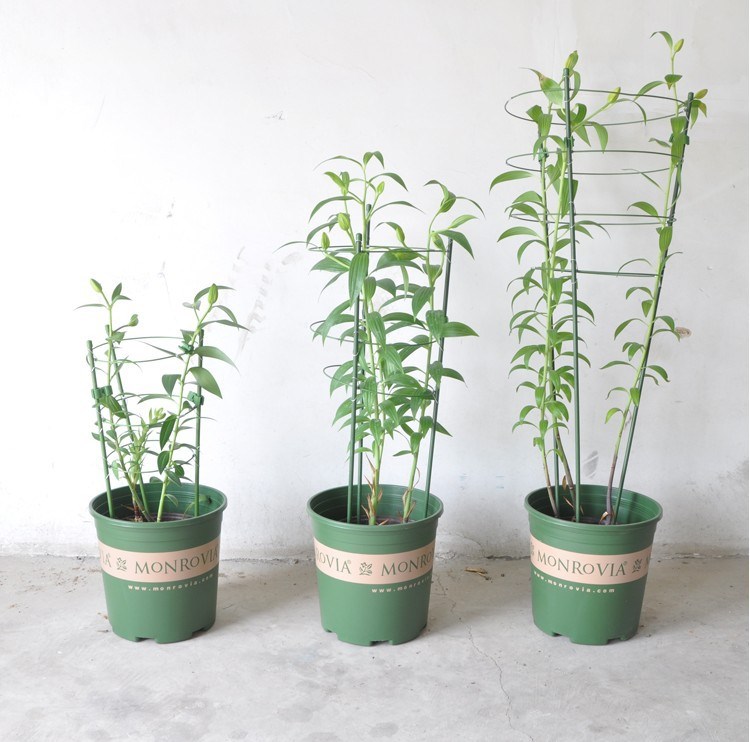 爬藤類植物架鋼管包塑綠色環(huán)?；ㄖЪ芗娱L黃瓜豆莢花卉盆景150cm