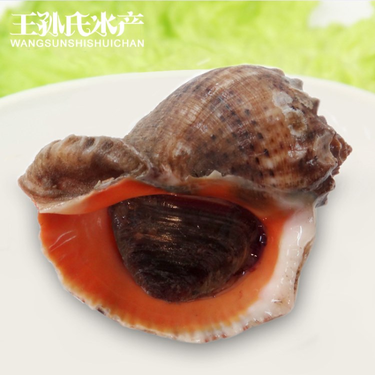 常年批發(fā)海鮮水產(chǎn)品    鮮活食用超大海螺    新鮮野生