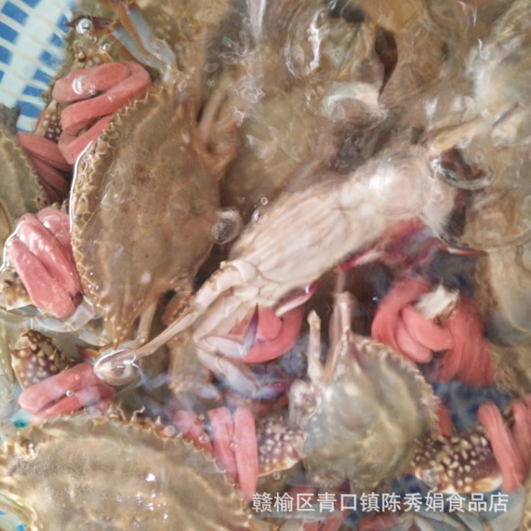 海鲜批发 鲜活海水梭子蟹 各种鲜活螃蟹海鲜产品