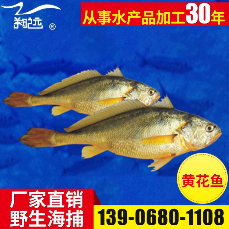 冷凍粗加工水產(chǎn)品黃花魚(yú) 酒店飯店大量用品 新鮮野生速凍黃花魚(yú)