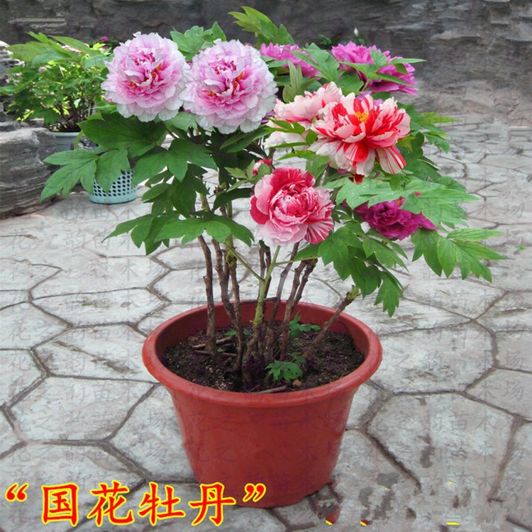 牡丹花苗大苗種根種子批發(fā)庭院綠植花卉盆栽觀花四季芍藥洛陽(yáng)菏澤