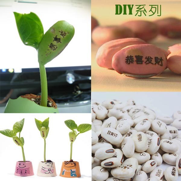 DIY盆栽種子植物新奇植物 魔豆種子批發(fā) 愛情平安祝福魔豆家庭