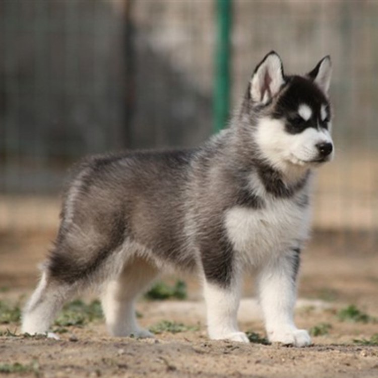 出售種哈士奇活體 雪橇幼犬 家庭型寵物狗雙藍(lán)色眼三把火哈士奇