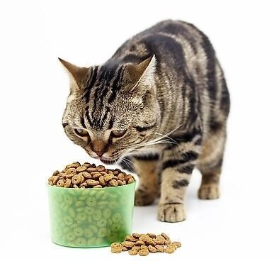 中盛佳|食品級|寵物飼料添加劑|廠家直銷