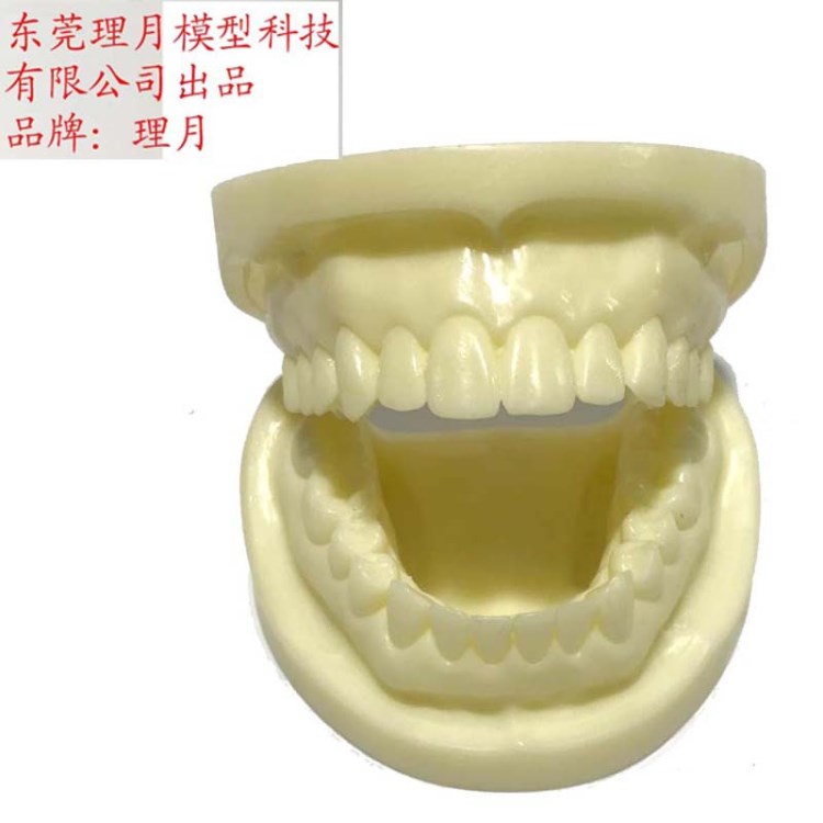 批發(fā)牙齒模型口腔器械材料齒科耗材白鋼玉初級備牙練習樹脂假牙