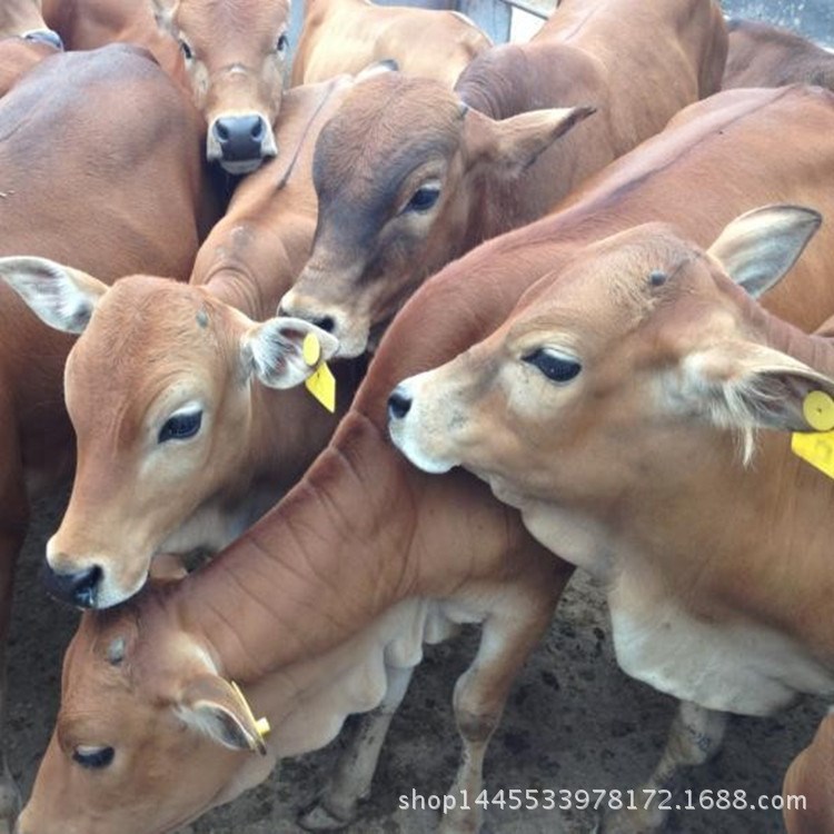 肉牛犊养殖出售   鲁西黄牛肉牛市场行情   小牛犊价格