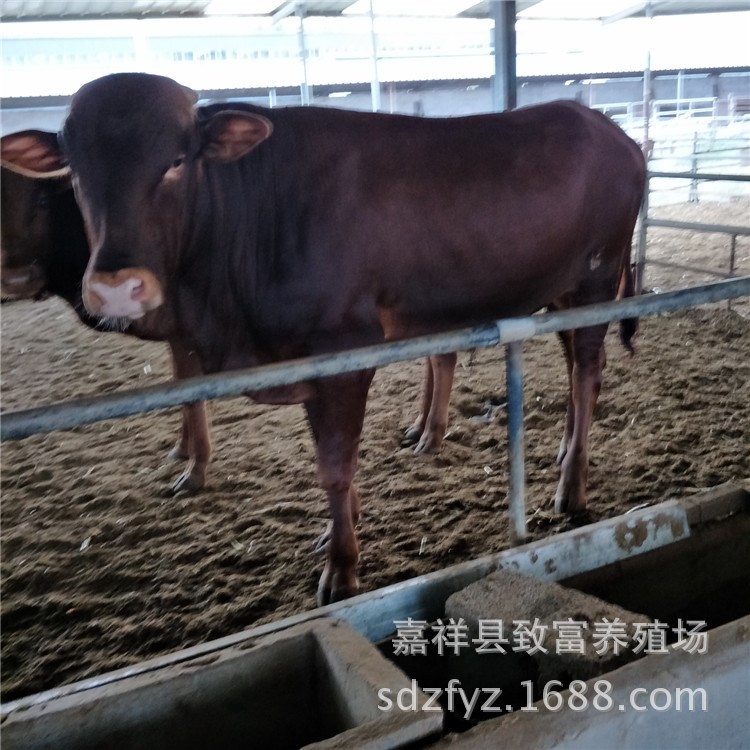 2018肉牛养殖场提供肉牛犊 鲁西黄牛和利木赞牛价格行情