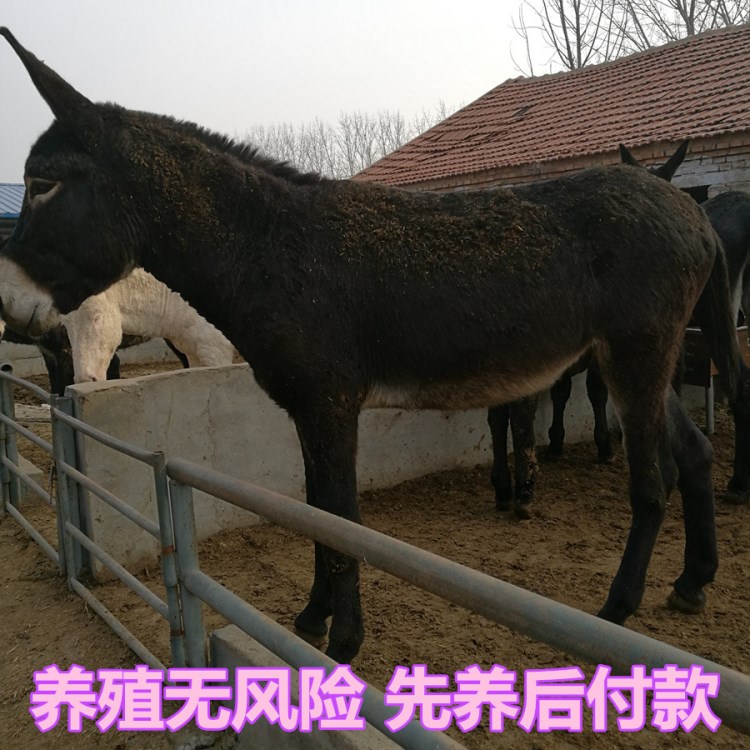 先養后付款 遼寧肉驢價格降低了買德州肉驢苗到正規養驢場