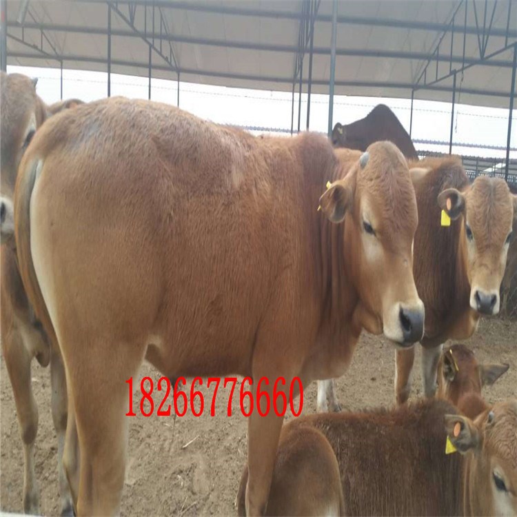 肉牛养殖基地批发 鲁西黄牛 牛犊饲养周期 小牛犊的价格