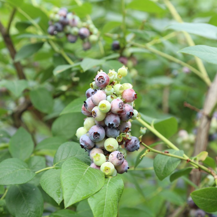 蓝莓厂家批发蓝莓果树可南方种植黑珍珠蓝莓品种保湿邮寄