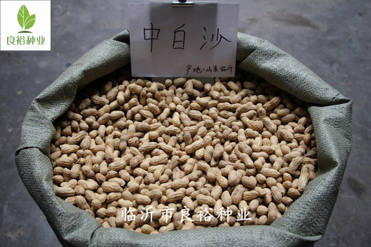 批發(fā)2017年機器精選帶殼花生種 中白沙花生種子 種植花生芽專用