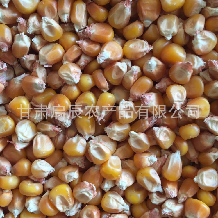 供應甘肅產鴿糧小粒玉米 小玉米 鴿糧玉米