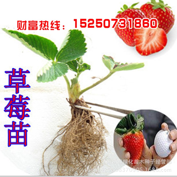 批發(fā)四季草莓種苗批發(fā) 盆栽果樹苗 攀援草莓苗 當年結(jié)果量大優(yōu)惠