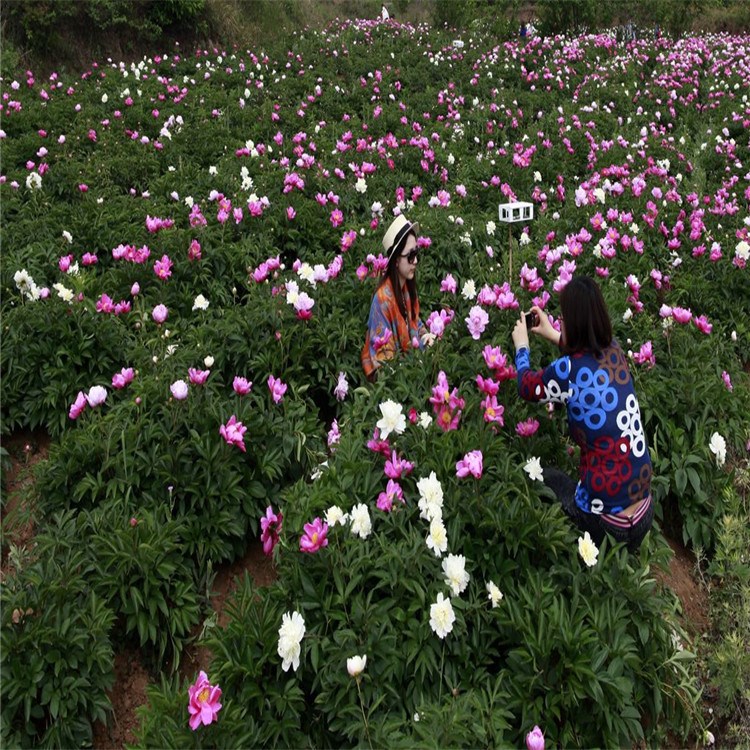 中药材种子种苗批发 赤芍苗 赤芍秧 有大货 易种植