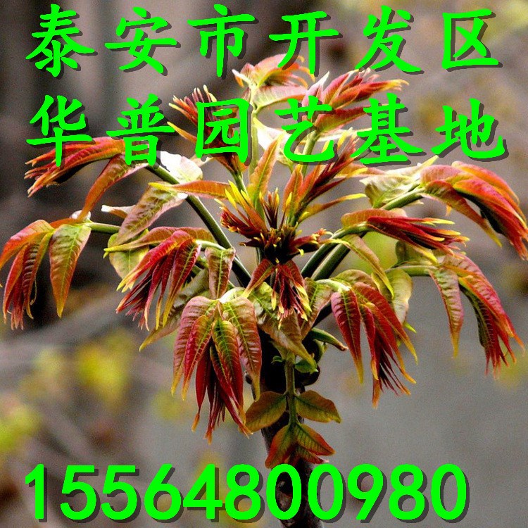 香椿种子 红油香椿种苗 香椿芽菜 山东红香椿苗木批发