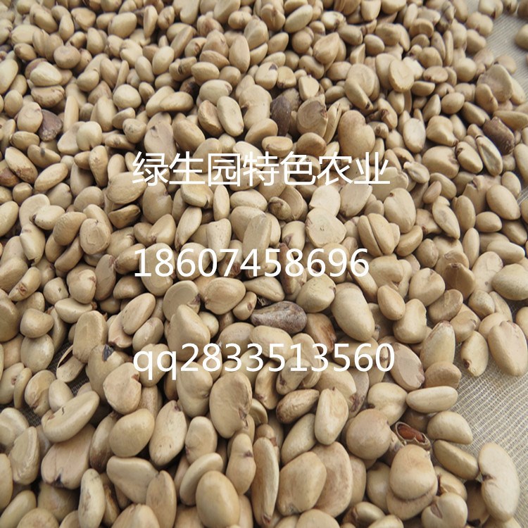 布福娜種植技術，布福娜種子、種苗批發