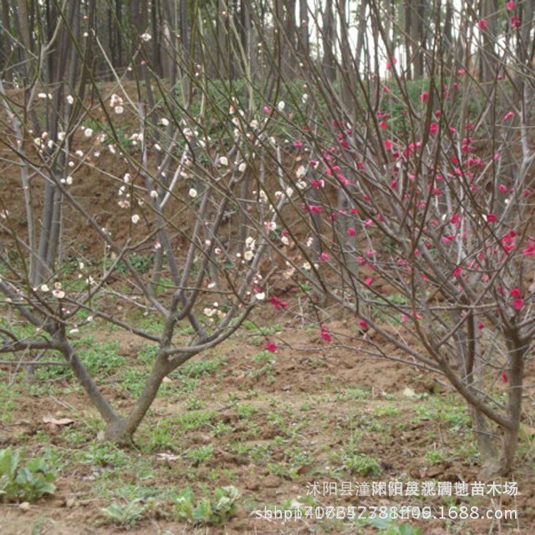 批发梅花苗 红梅 绿梅 腊梅树苗庭院观花植物绿化苗木当年开花