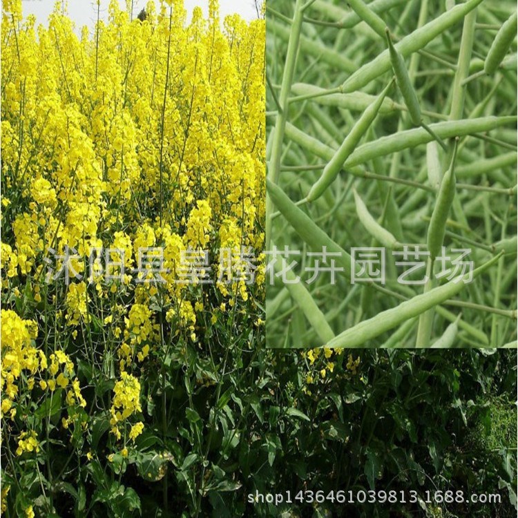 廠家供應油菜籽種子 發芽率高 貨源足 油菜花種子批發