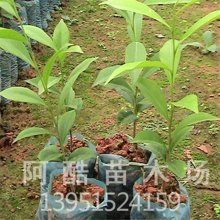 基地 批發(fā) 綠化苗木 沉香木 沉香苗 庭院植物