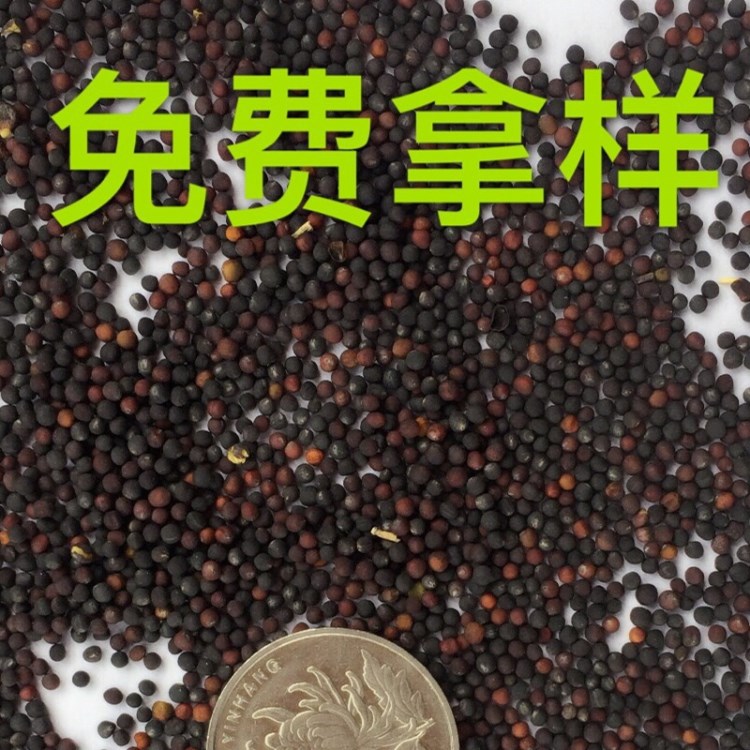 供應江蘇 去雜油菜籽水分11以內(nèi)含油35左右非轉(zhuǎn)基因油菜籽